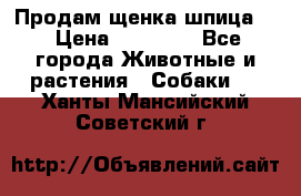 Продам щенка шпица.  › Цена ­ 15 000 - Все города Животные и растения » Собаки   . Ханты-Мансийский,Советский г.